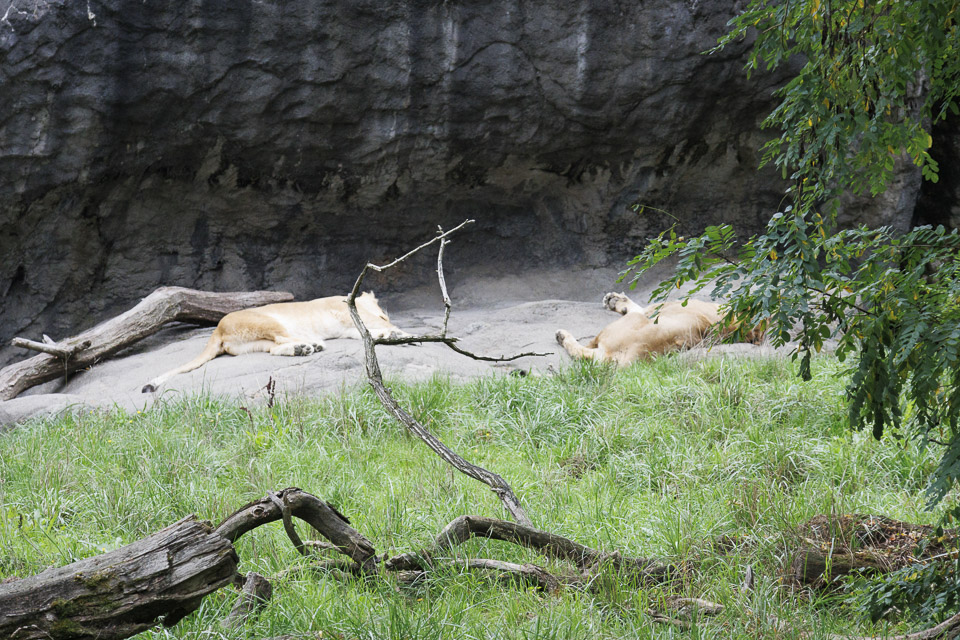 Woodland Park Zoo — photo 65